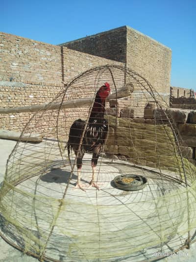 High Quality Sindhi Aseel