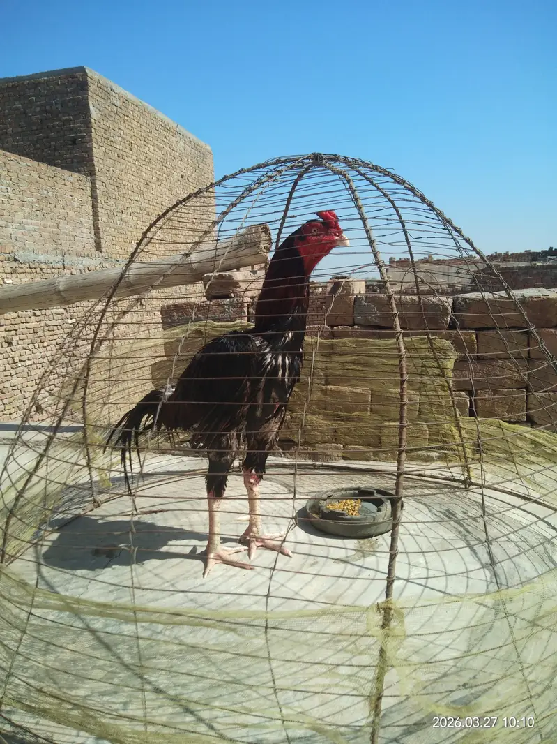 High Quality Sindhi Aseel — photo 2