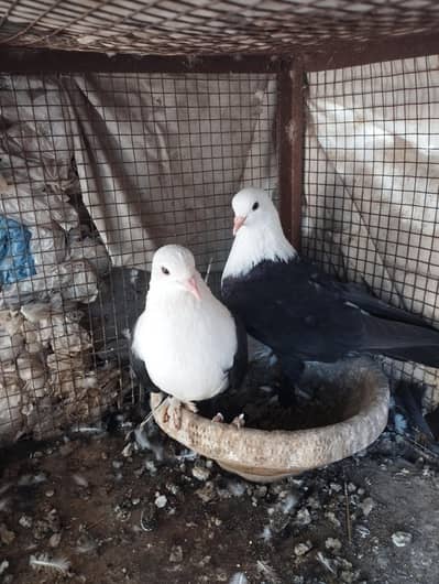 2 pairKarbalai pair 03007346005