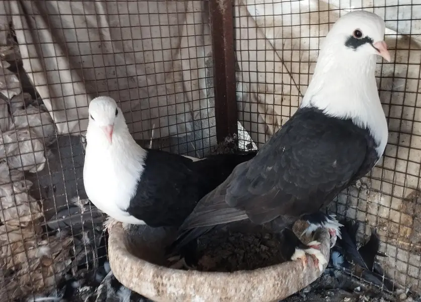 2 pairKarbalai pair 03007346005 — photo 2