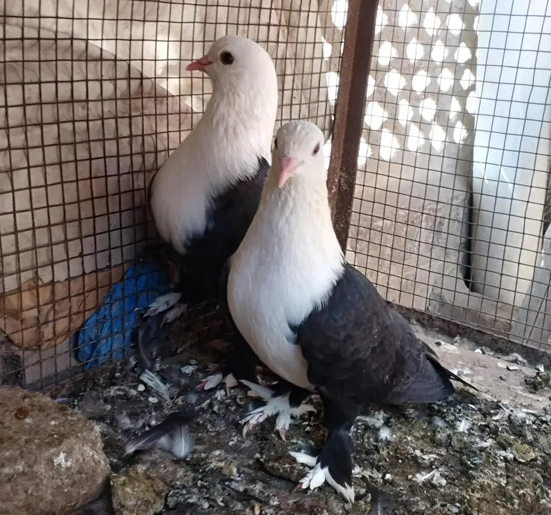 2 pairKarbalai pair 03007346005 — photo 4