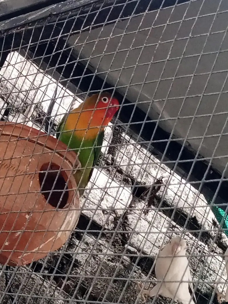 lovebirds breeder pairs — photo 2