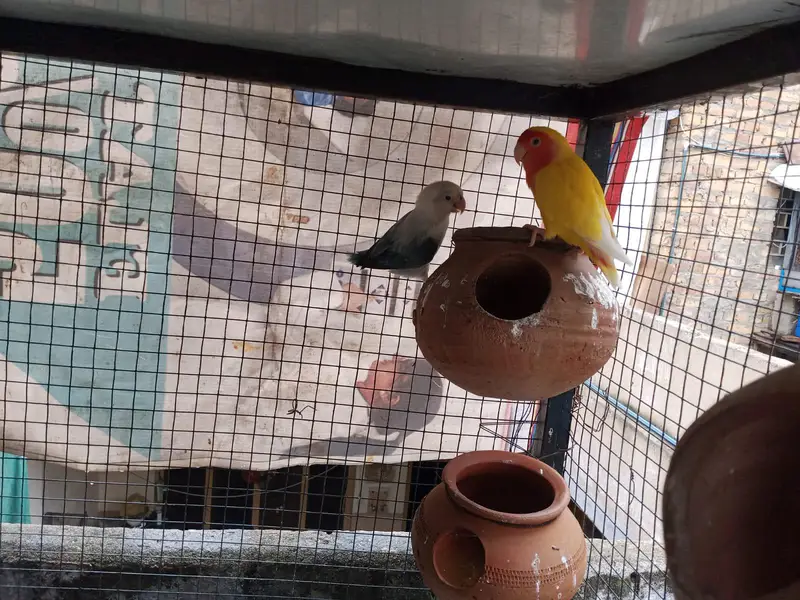 lovebirds breeder pairs — photo 5
