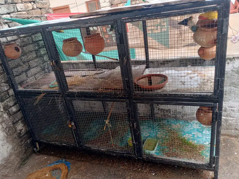 lovebirds breeder pairs — photo 9