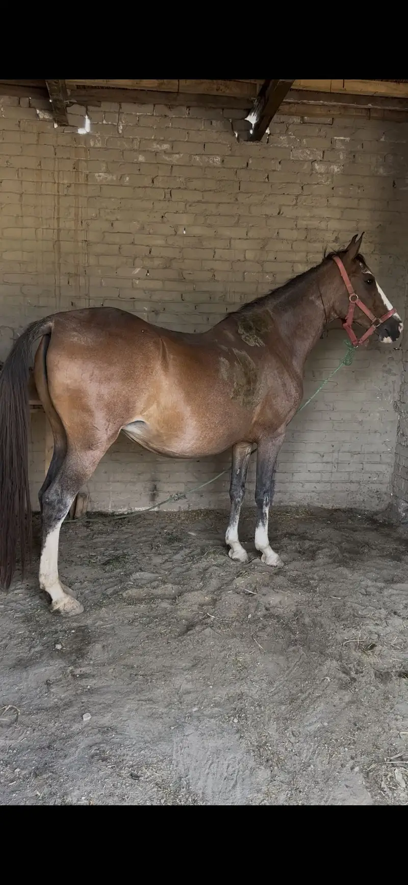 Brand Gori Pakistan Level — photo 2