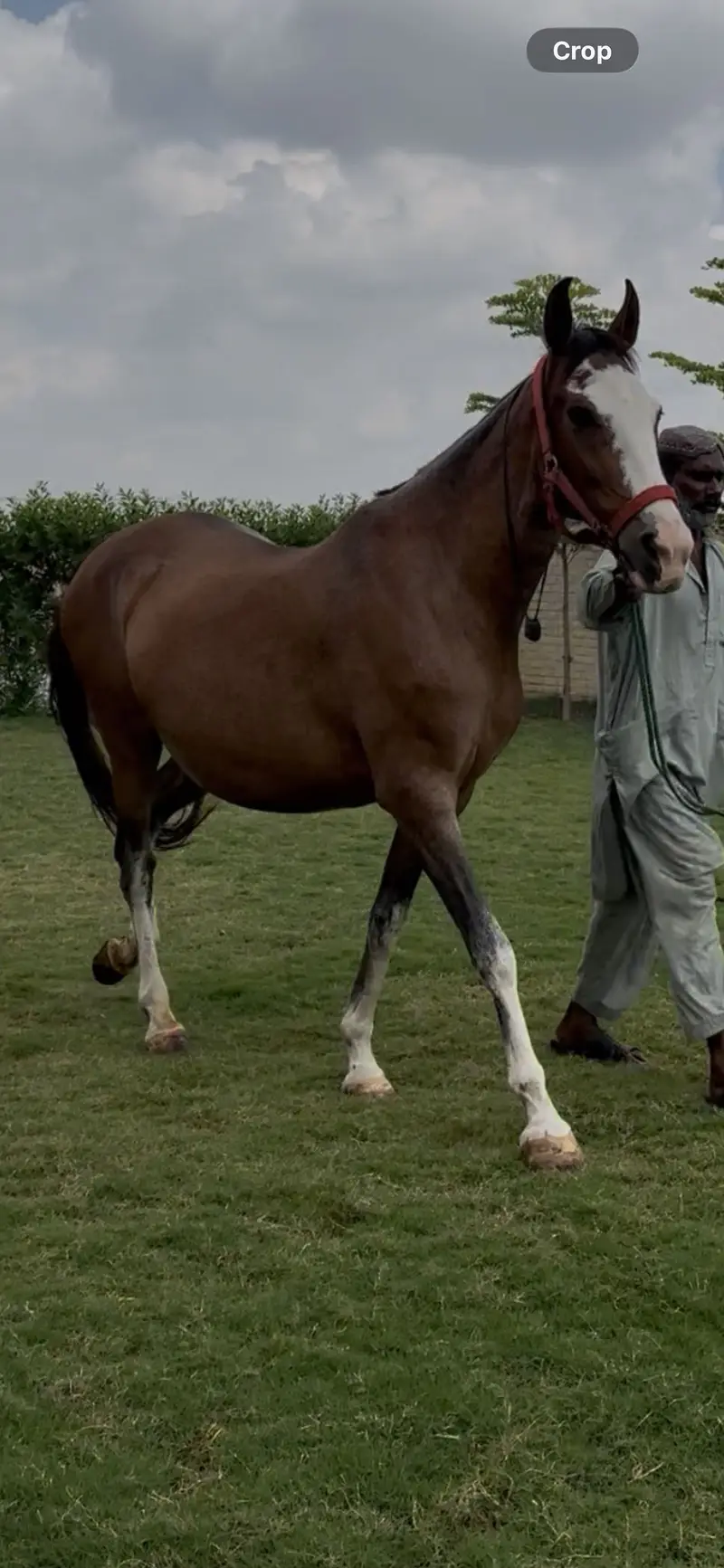 Brand Gori Pakistan Level — photo 3
