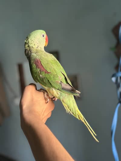 Raw male talking parrot