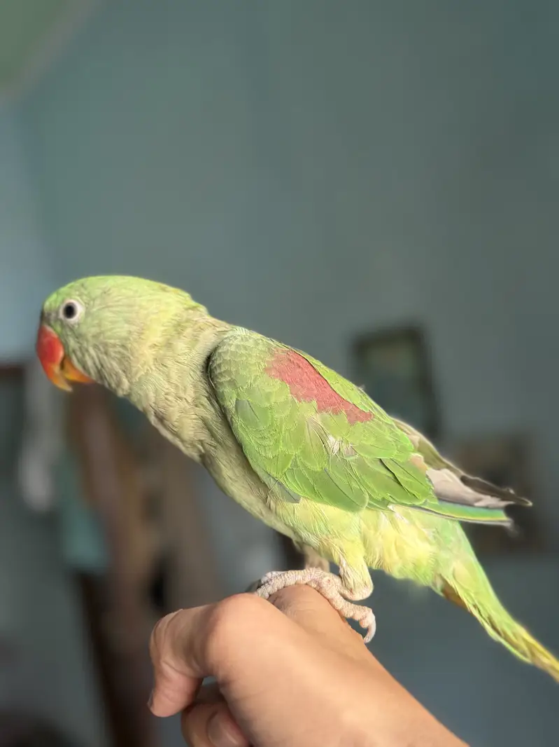 Raw male talking parrot — photo 2