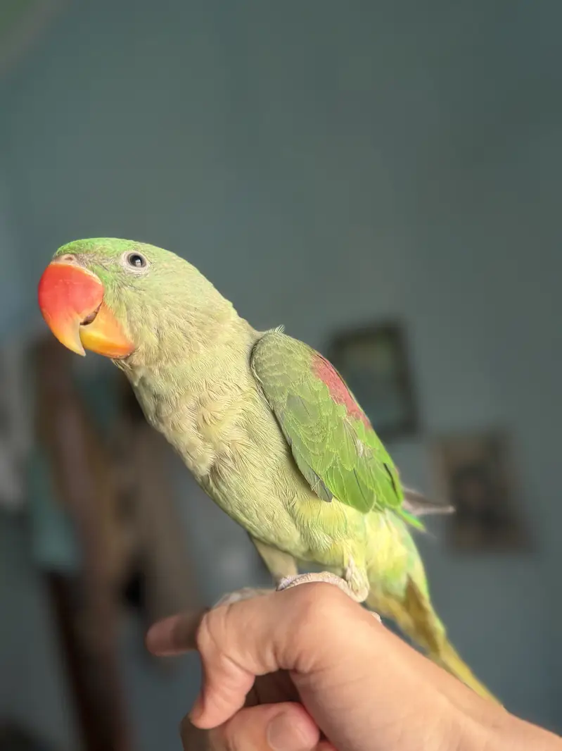 Raw male talking parrot — photo 3