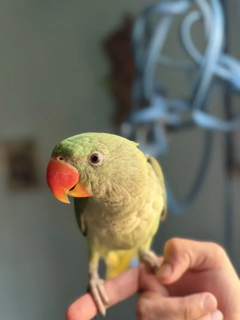 Raw male talking parrot — photo 4