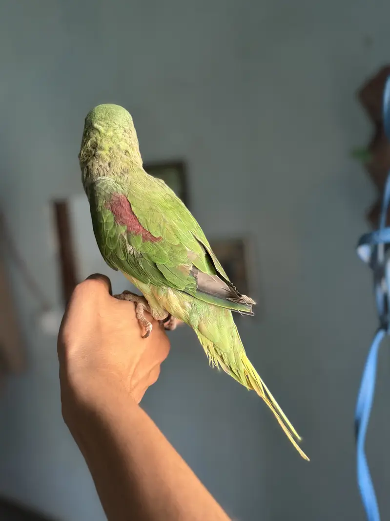 Raw male talking parrot — photo 5