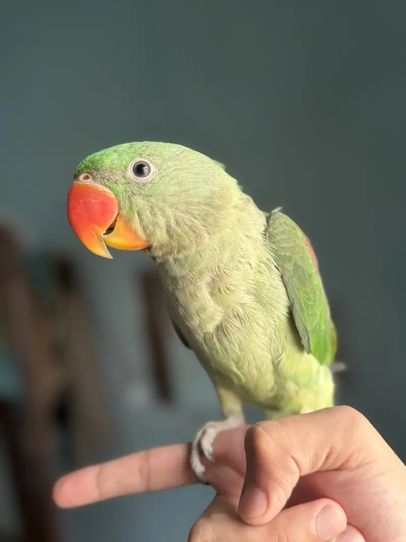 Raw male talking parrot — photo 6