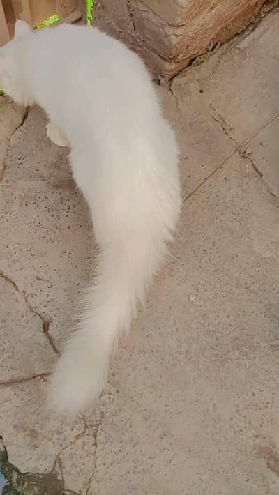 power persian Feemail dubble coat long hear