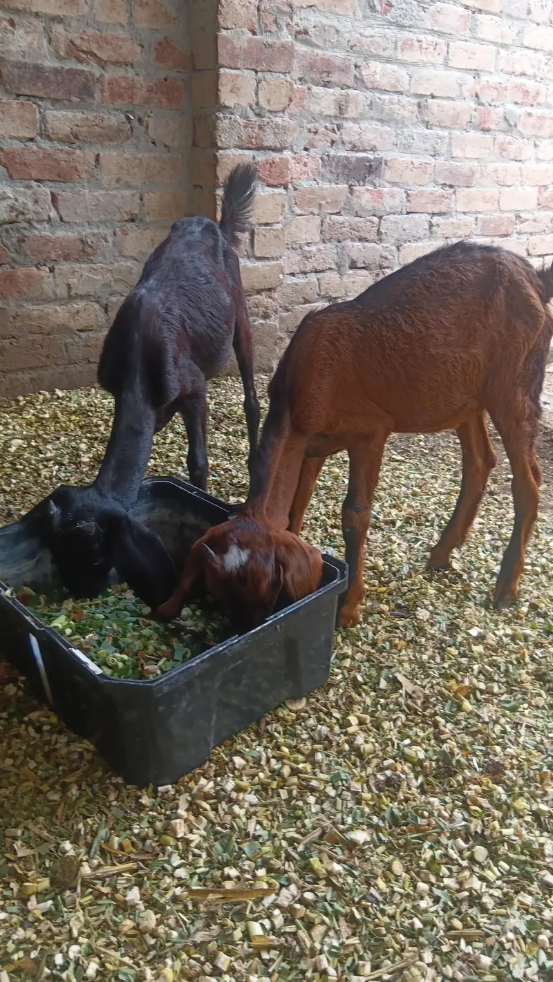 tadi bachy avilabel .  for sale low price — photo 2