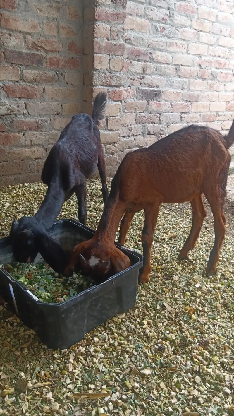 tadi bachy avilabel .  for sale low price — photo 3
