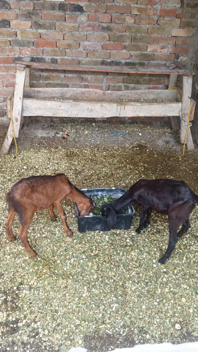 tadi bachy avilabel .  for sale low price — photo 4