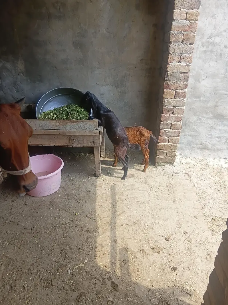 tadi bachy avilabel .  for sale low price — photo 5