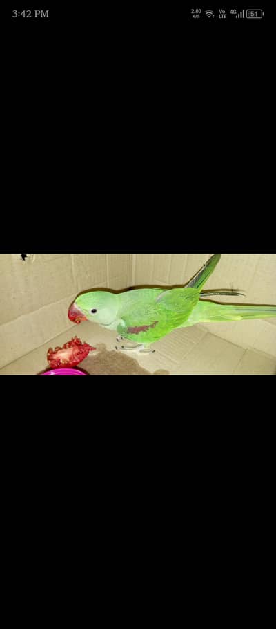Alexandrine Parrot