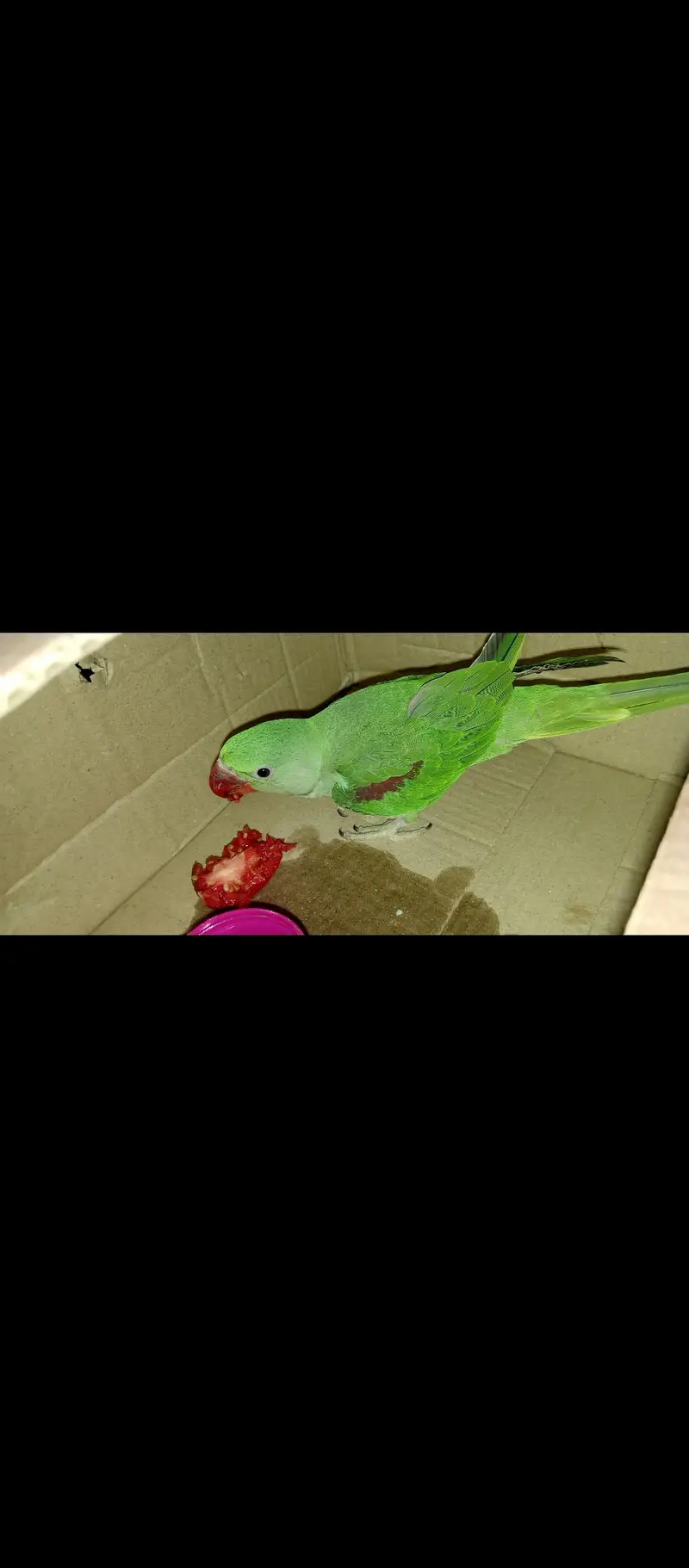 Alexandrine Parrot — photo 2