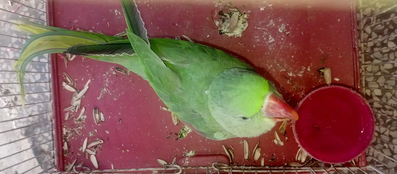 Alexandrine Parrot — photo 3