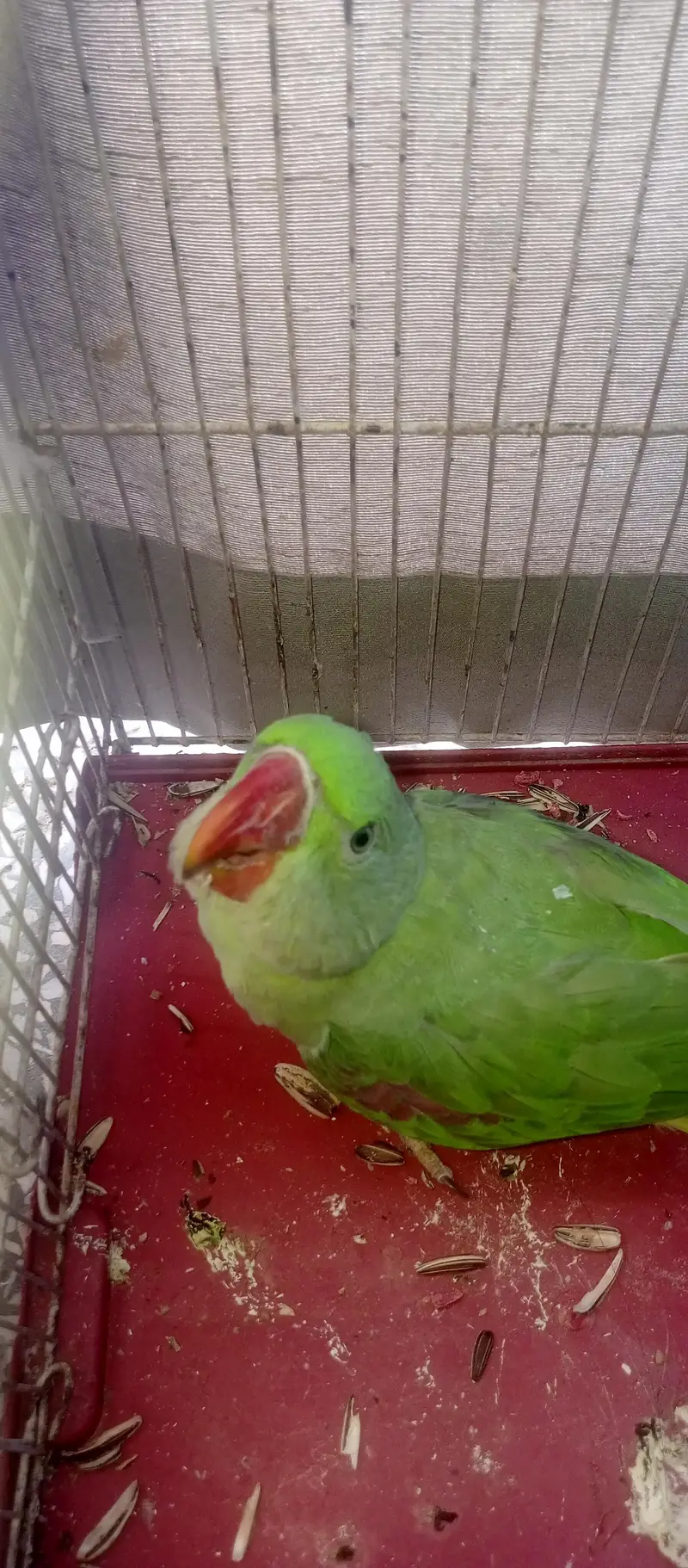 Alexandrine Parrot — photo 4