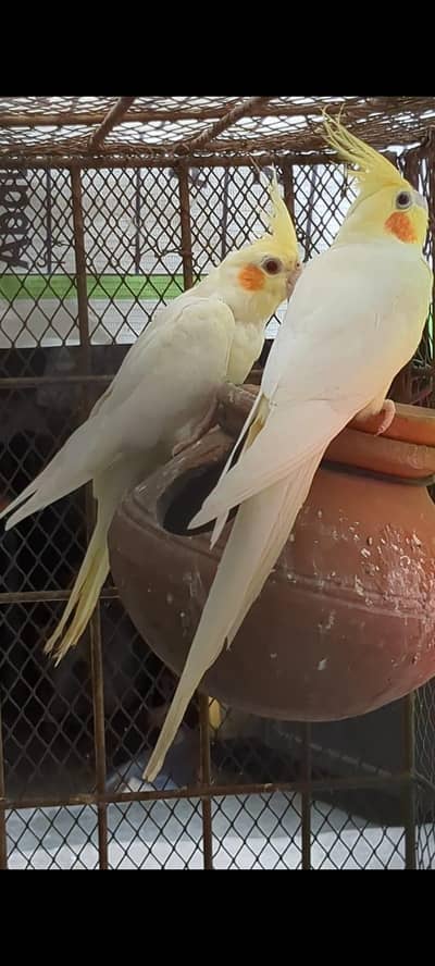 cockatiel