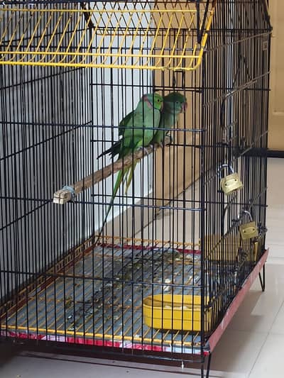 Parrot | Ringneck parrot | Raw Parrot | Green Parrot |Parrot With Cage