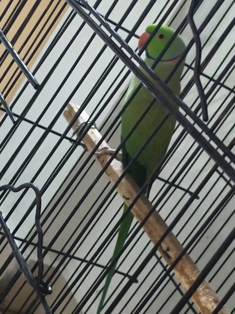 Parrot | Ringneck parrot | Raw Parrot | Green Parrot |Parrot With Cage — photo 2