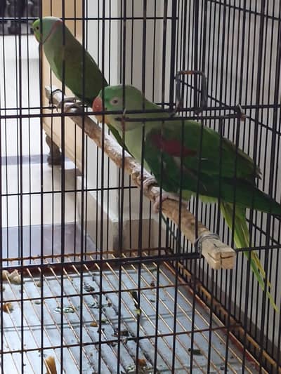 Parrot | Raw Parrot | Green Parrot |Parrot With Cage