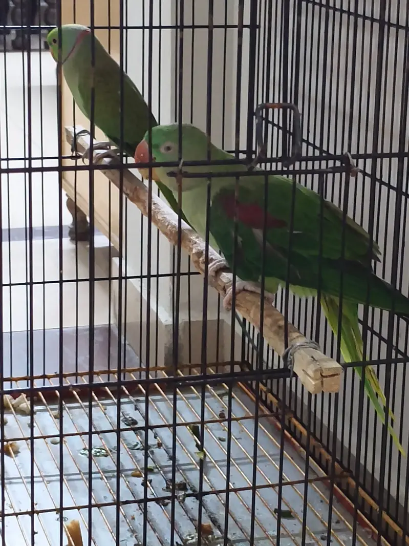 Parrot | Ringneck parrot | Raw Parrot | Green Parrot |Parrot With Cage — photo 3