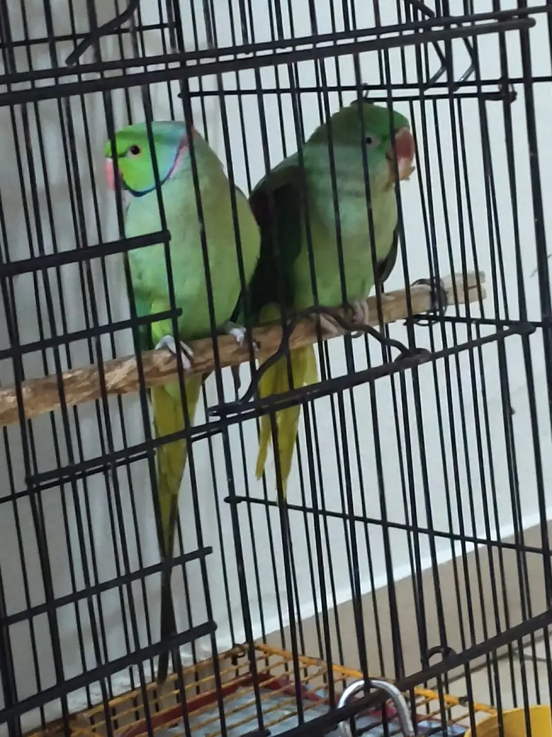 Parrot | Ringneck parrot | Raw Parrot | Green Parrot |Parrot With Cage — photo 4