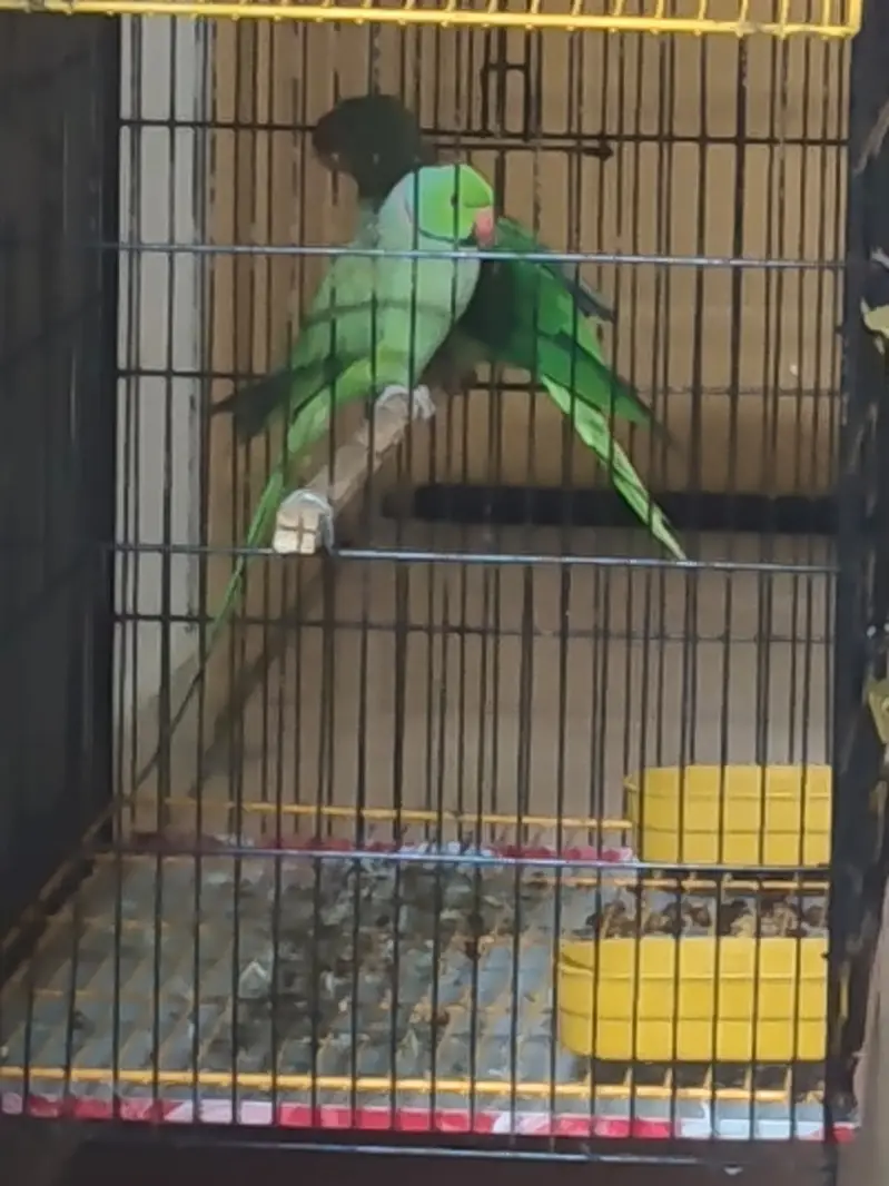 Parrot | Ringneck parrot | Raw Parrot | Green Parrot |Parrot With Cage — photo 5