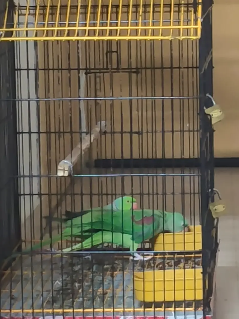 Parrot | Ringneck parrot | Raw Parrot | Green Parrot |Parrot With Cage — photo 6