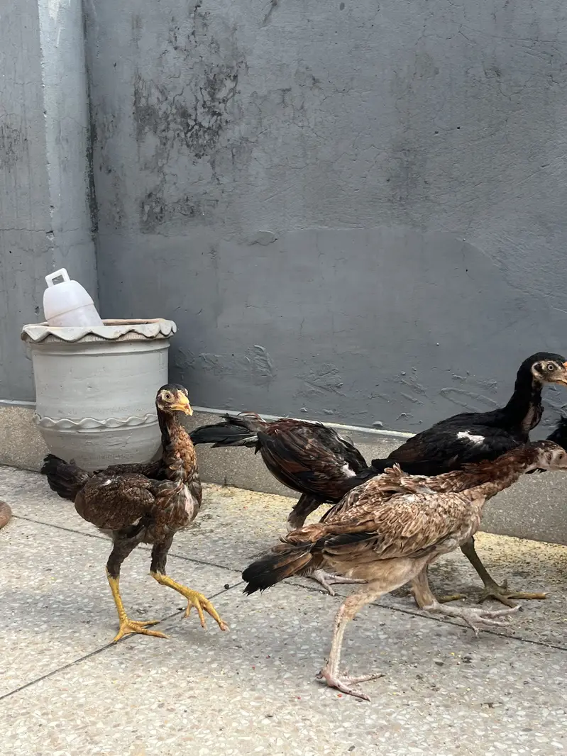 Aseel thai pathay totall 10 — photo 11