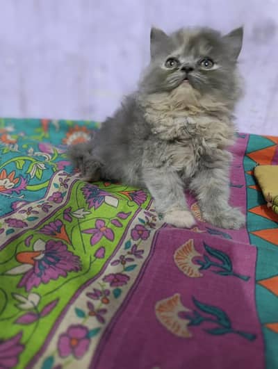 Female kitten for sell punch face