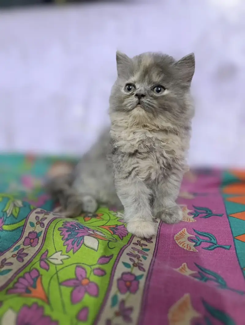 Female kitten for sell punch face — photo 2