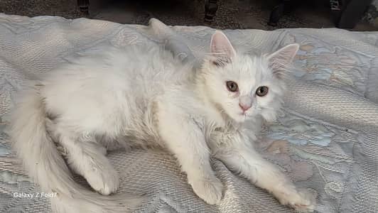 Persian cat for sale