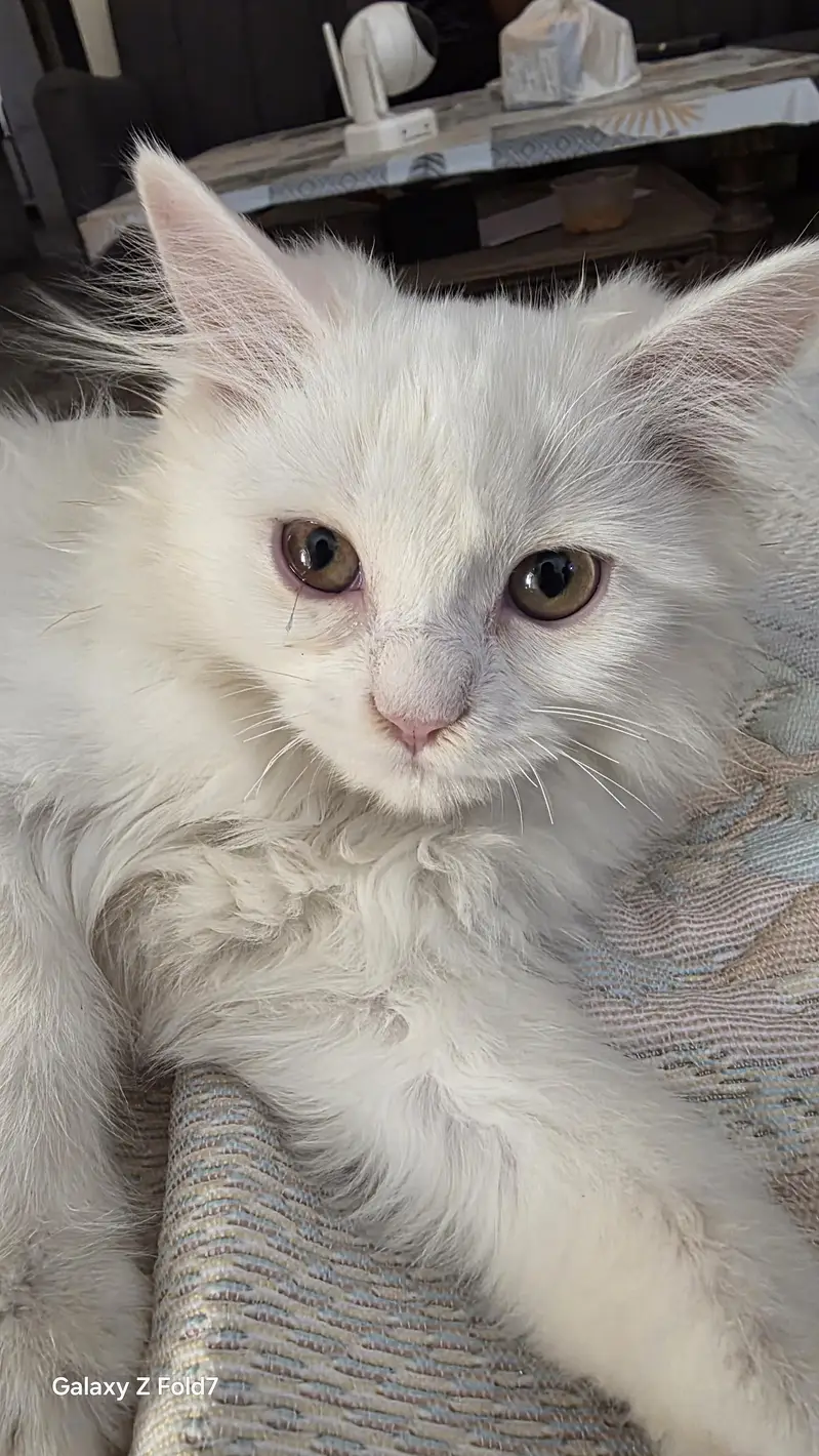 Persian cat for sale — photo 2