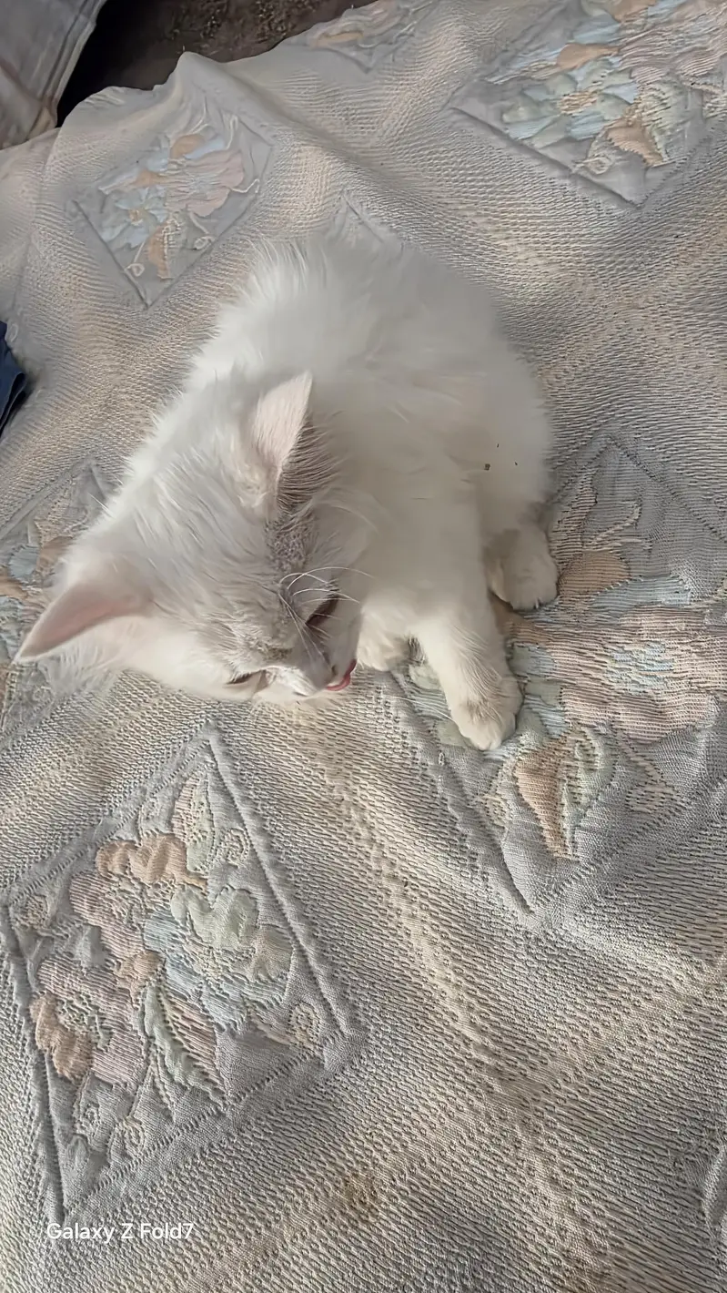 Persian cat for sale — photo 3