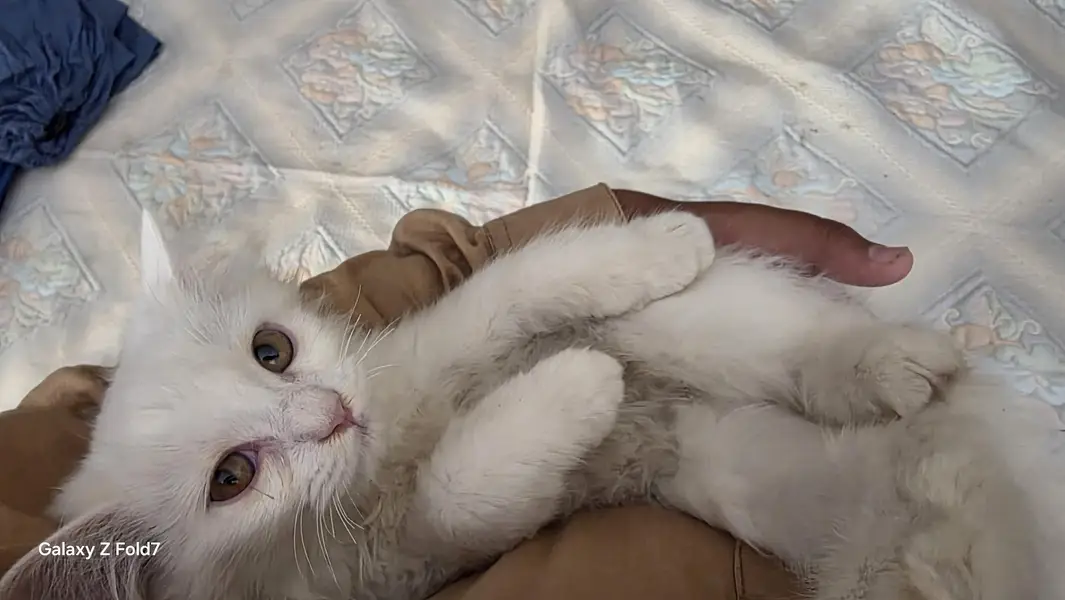 Persian cat for sale — photo 4