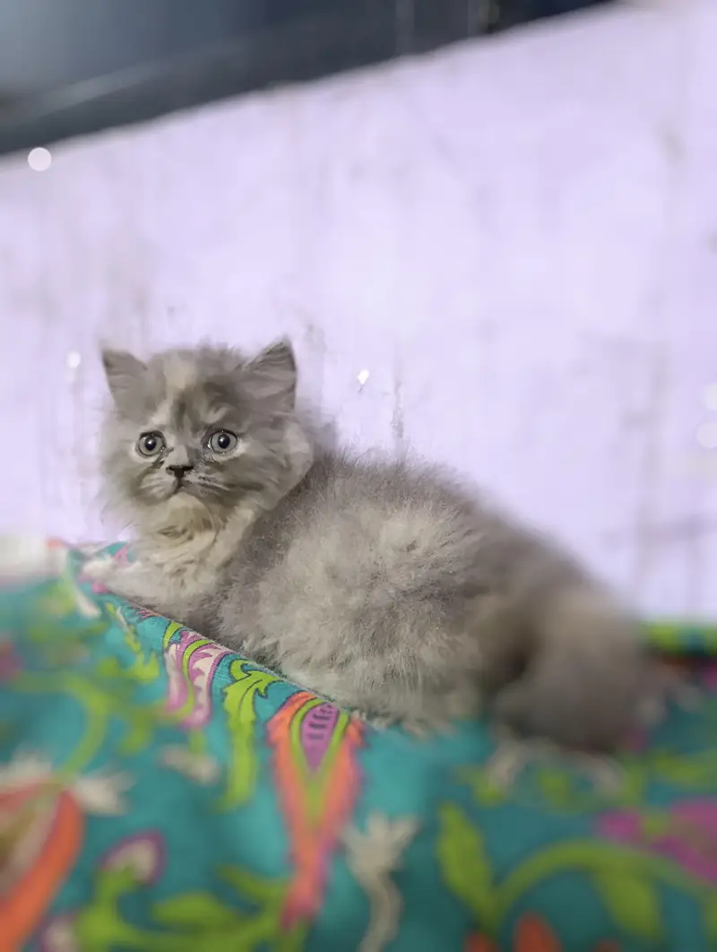 Female kitten for sell punch face — photo 3