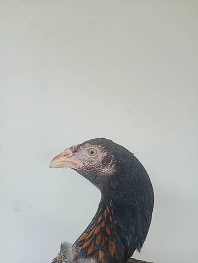 aseel pullets and breeder for sale