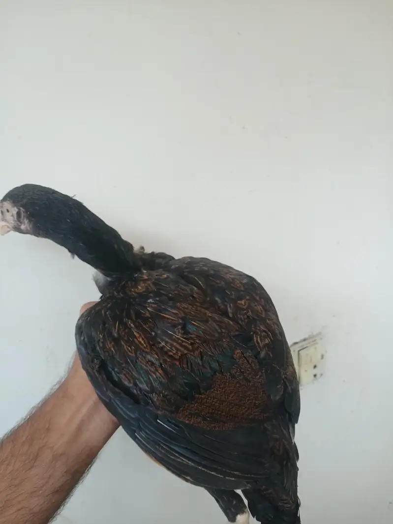 aseel pullets and breeder for sale — photo 2