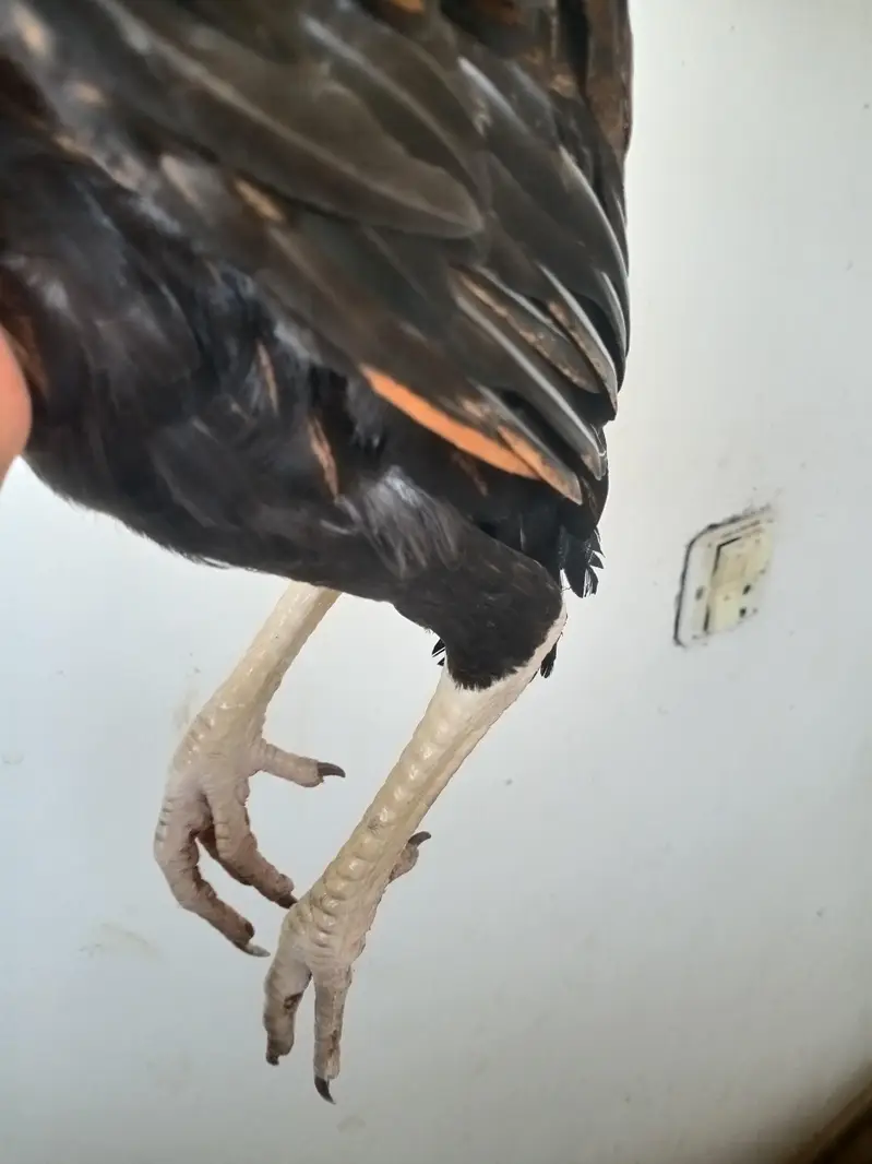 aseel pullets and breeder for sale — photo 3