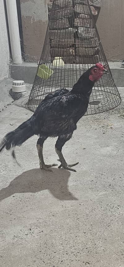 Pure Dragon Aseel Male | aseel mughra | quality aseel | Pure Bloodline