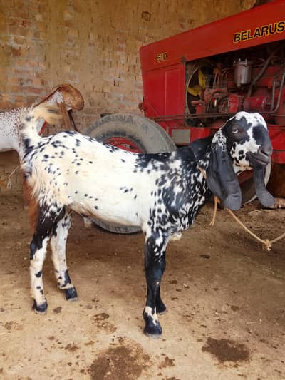 Bakra for sale