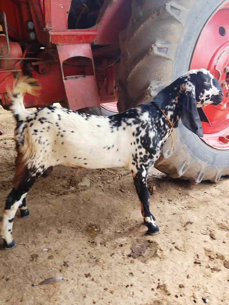 Bakra for sale — photo 2