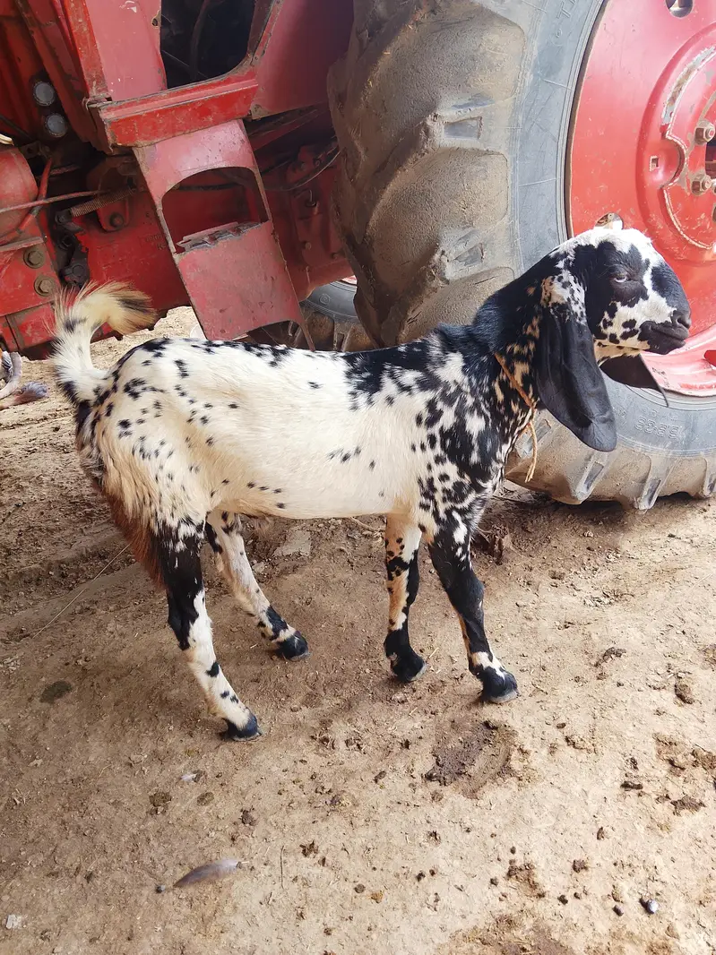 Bakra for sale — photo 3