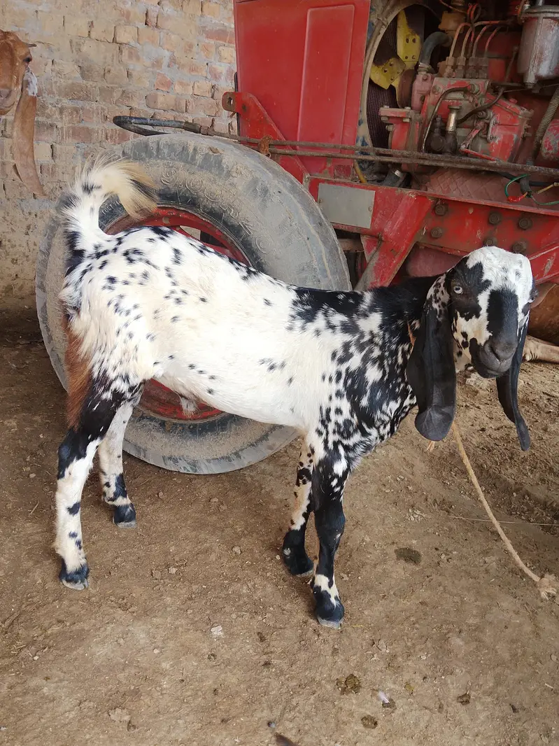 Bakra for sale — photo 4