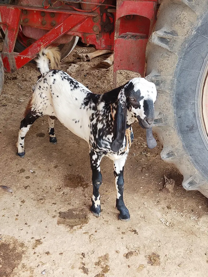 Bakra for sale — photo 5